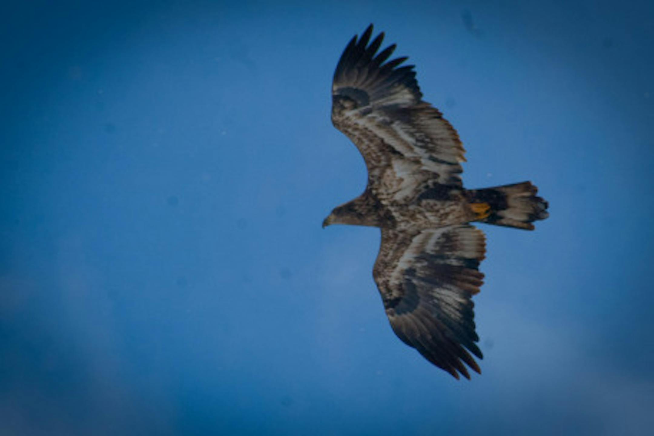 An immature Bald Eagle, photo by hsershen.