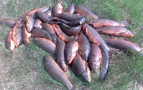 Piles of carp are popping up around the state.