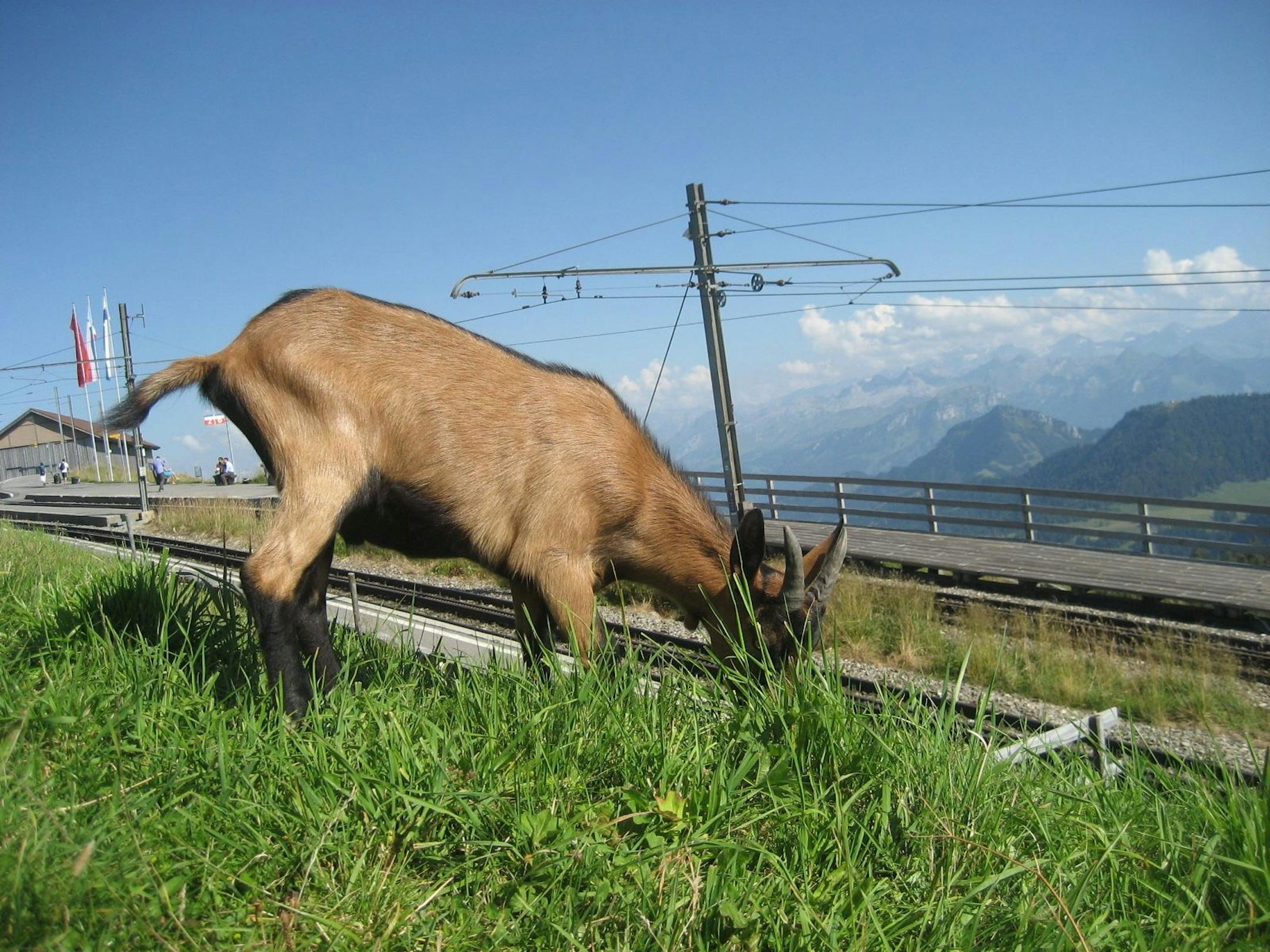 Christy DeSmith. Mountain goat on Switzerland's Mount Rigi.