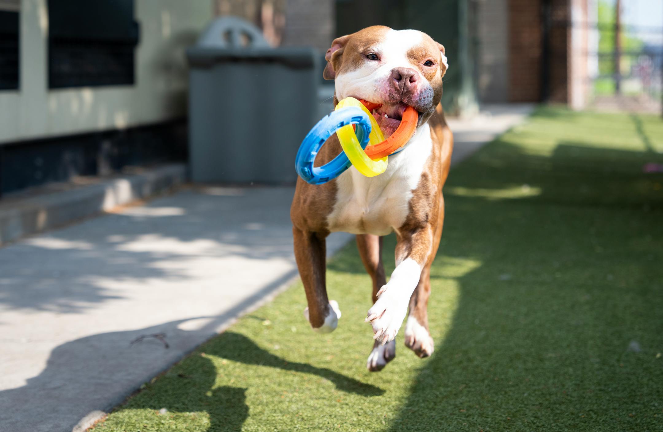 Dog running with toy in mouth.