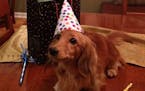 Lily is a long haired mini dachshund who just turned two years old. Her owners, Randy and Liz Engelhart from Mound say she is a little dog with a big 