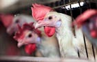 The deaths of thousands of chickens and turkeys before they reached Minnesota processors have drawn the attention of an animal welfare group.