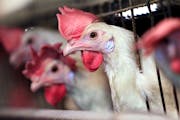 The deaths of thousands of chickens and turkeys before they reached Minnesota processors have drawn the attention of an animal welfare group.