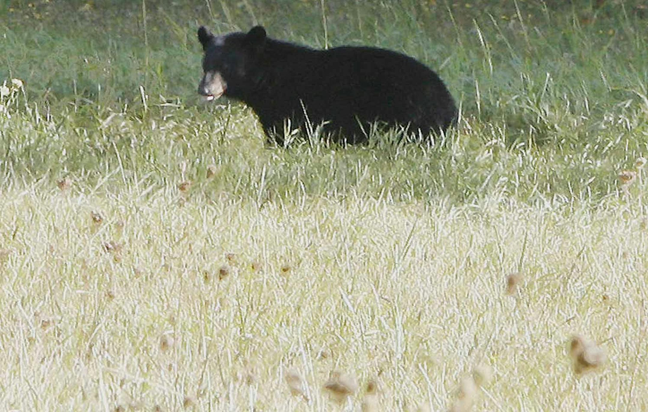 A black bear pauses at the edge of the woods in East Calais, Vt., Thursday, Oct. 5, 2006.(AP Photo/Toby Talbot) ORG XMIT: VTTT101