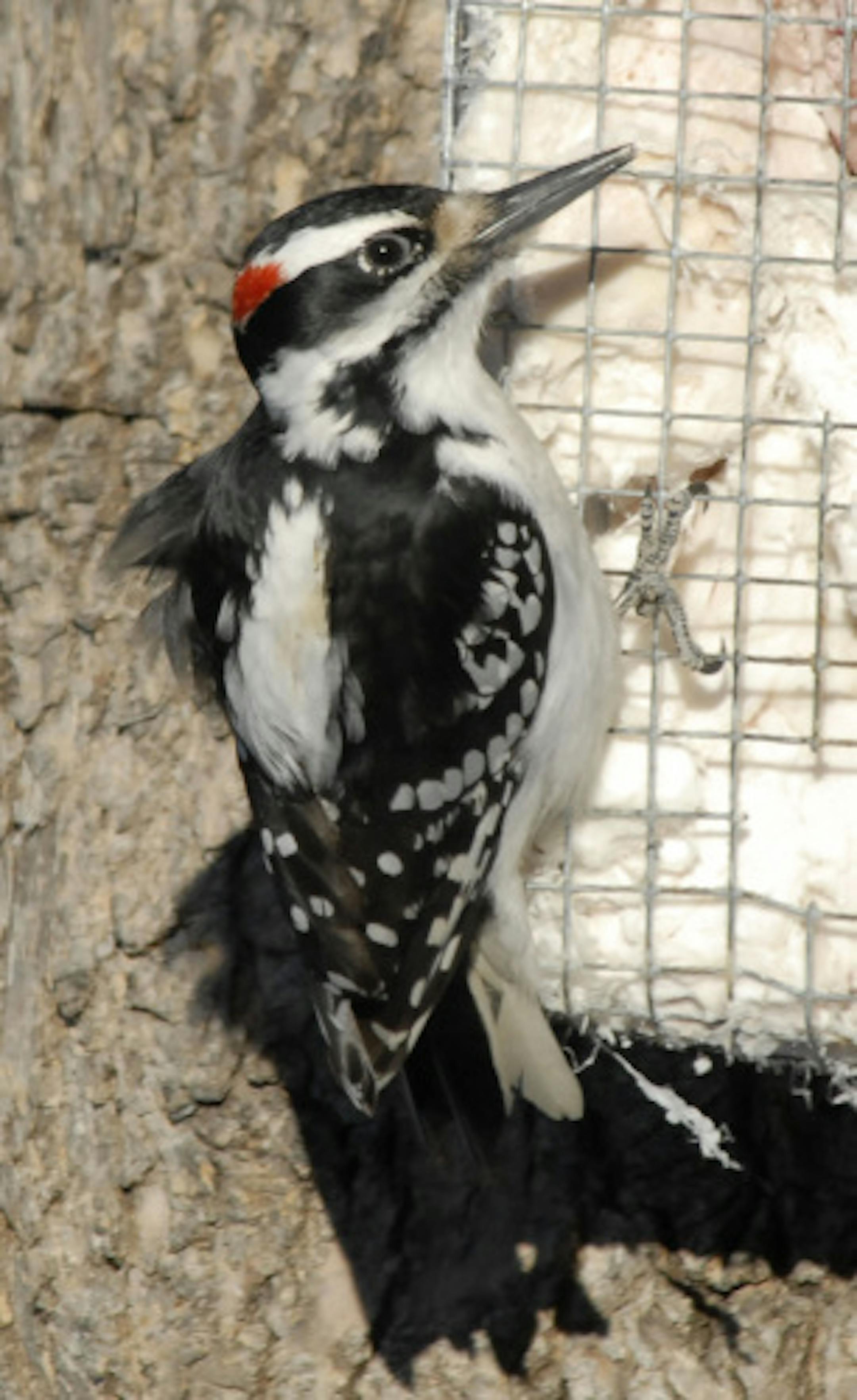 Hairy woodpecker at suet feeder
