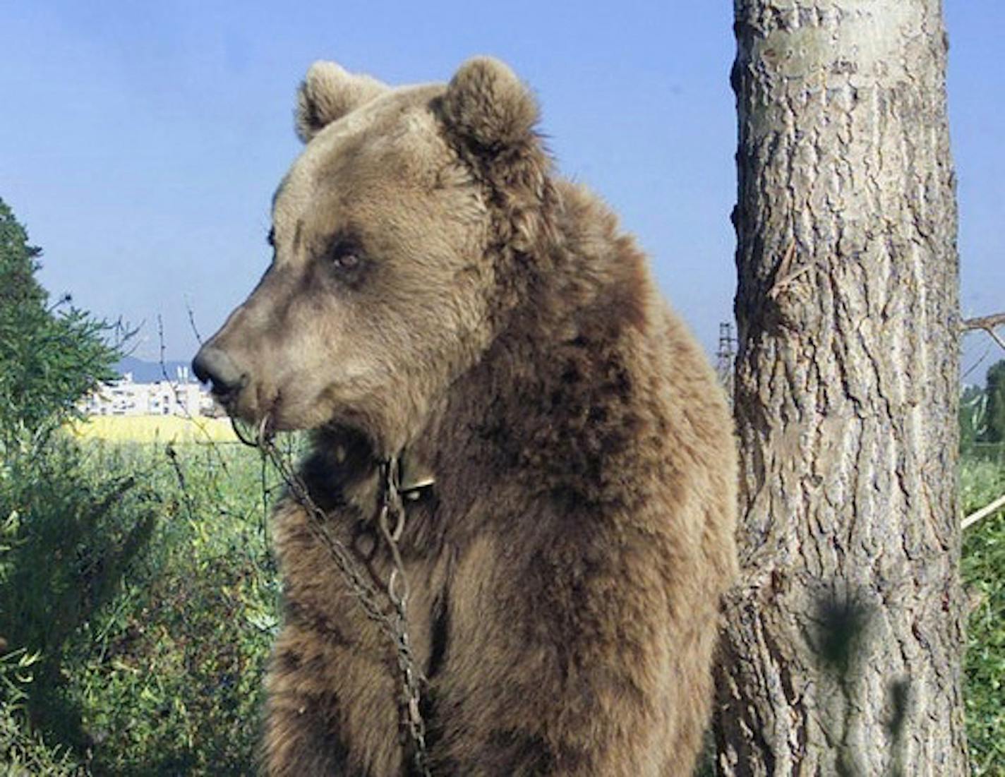 A dancing bear named Charlie awaits transport to Dancing Bear Park, where he will learn freedom.