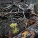 A white pine seedling takes root near the charred remains of the forest burned in the Greenwood Fire. Nature Conservancy crews hand-planted 130,000 se