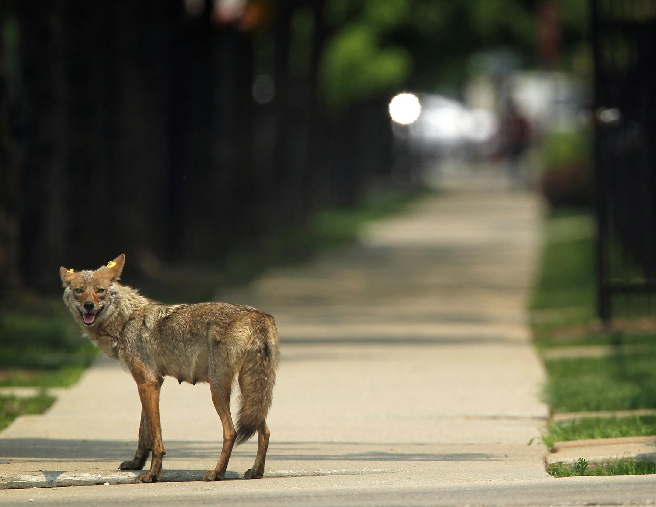 A mother coyote on the sidewalk of the 1300 block of Larrabee Street on June 3, 2011 in Chicago. (E. Jason Wambsgans/ Chicago Tribune/TNS)