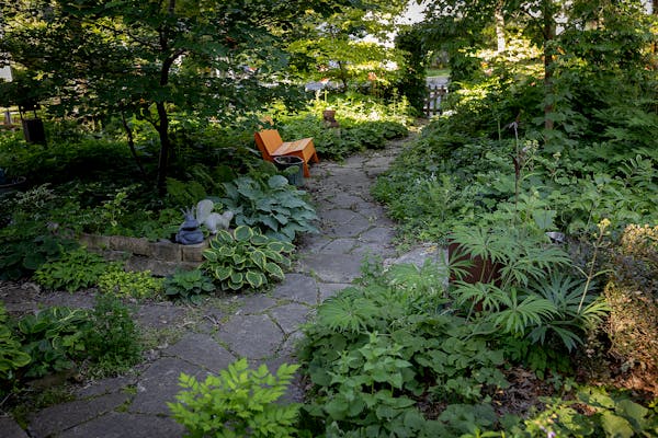 Paths in Meleah Maynard's no-grass yard in Minneapolis create visual interest and convenient access around the garden. 