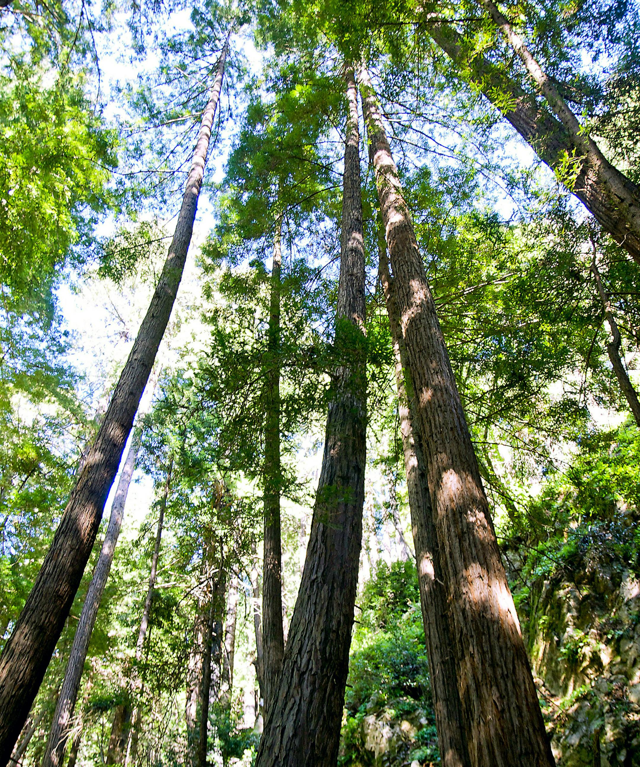 Pfeiffer Big Sur State Park on California's central coast has some of Big Sur's largest redwood trees. A rapidly growing species, redwoods can reach more than 300 feet. (Gretchen McKay/Pittsburgh Post-Gazette/TNS) ORG XMIT: 1171324