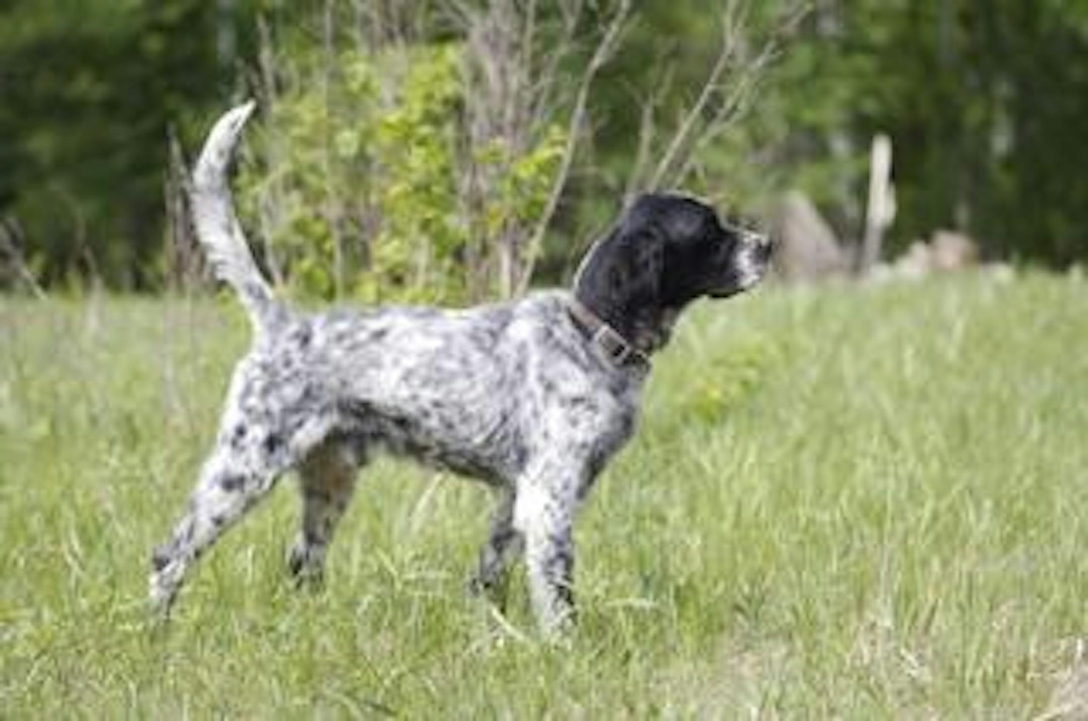 Grouse Champion Blue Smoke, English Setter