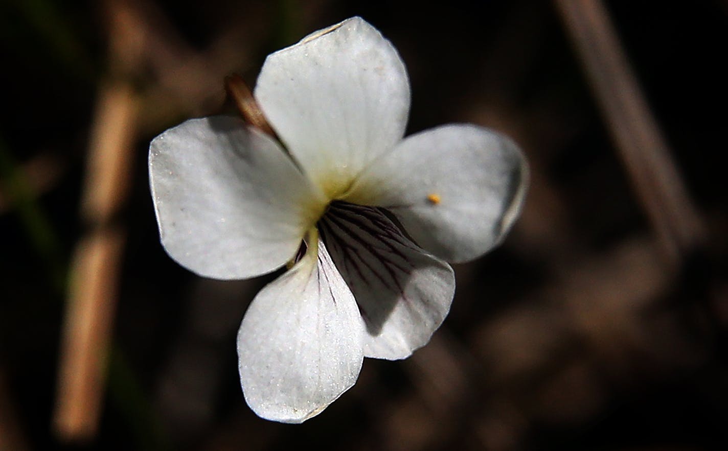Lance-leaved violets are a state threatened species of plant, growing at Lexington Memorial Park. ] JIM GEHRZ &#xef; james.gehrz@startribune.com / Lexington, MN / May 19, 2016 10:00 AM &#xf1; BACKGROUND INFORMATION: Nearly one-third of Minnesota endangered and threatened plants and animals can be found in Anoka County. That&#xed;s because the DNR updated the list in 2013 adding several plants found on the Anoka sand plain. Now developers are watching projects delayed and sometimes idled as scien
