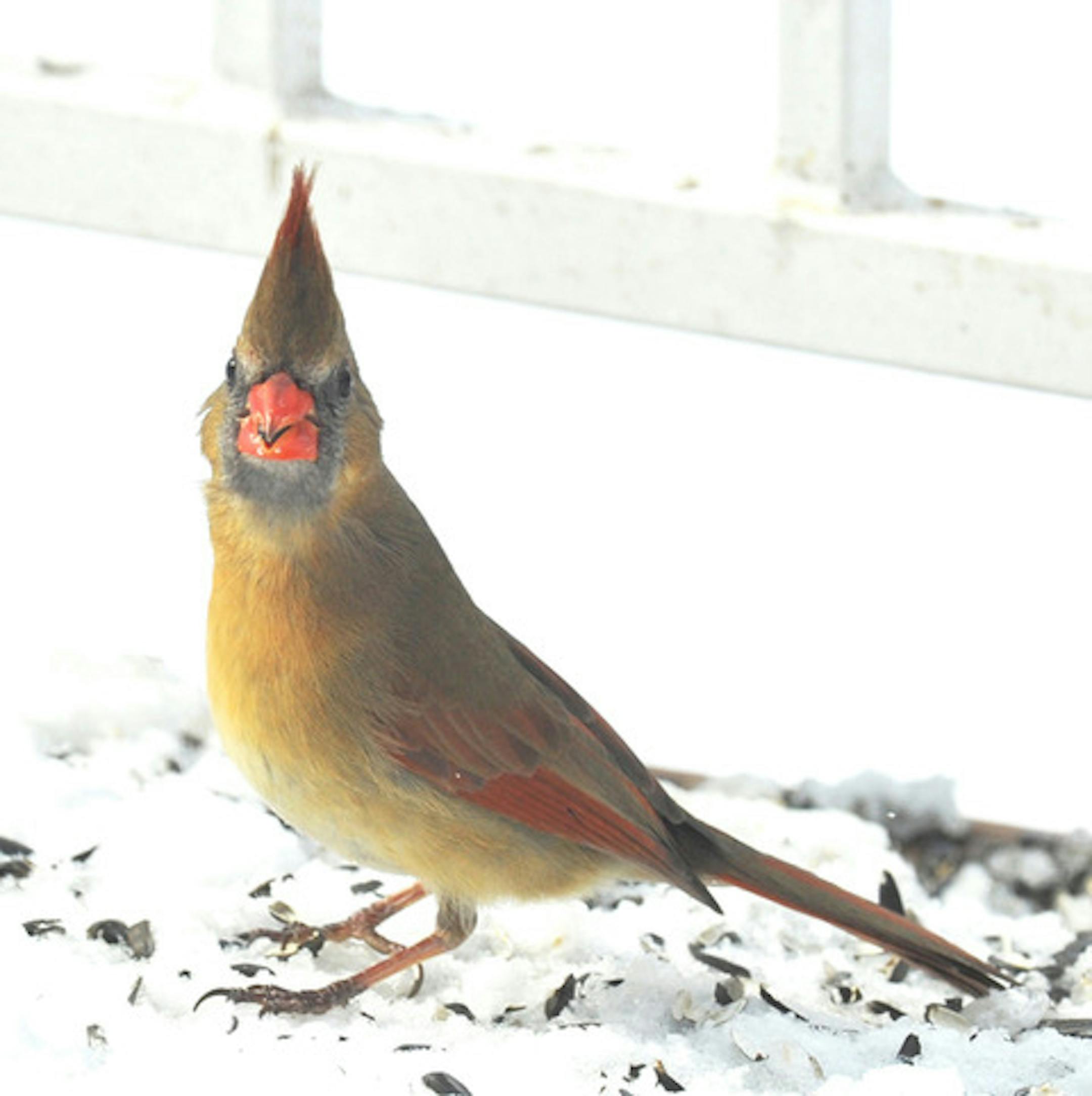 Northern cardinal female
Jim Williams
