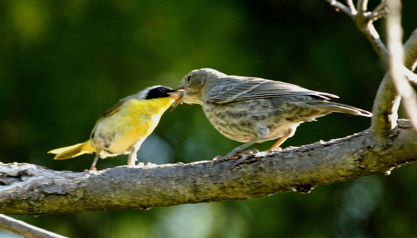 Cowbird fed by warbler credit: Jim Williams