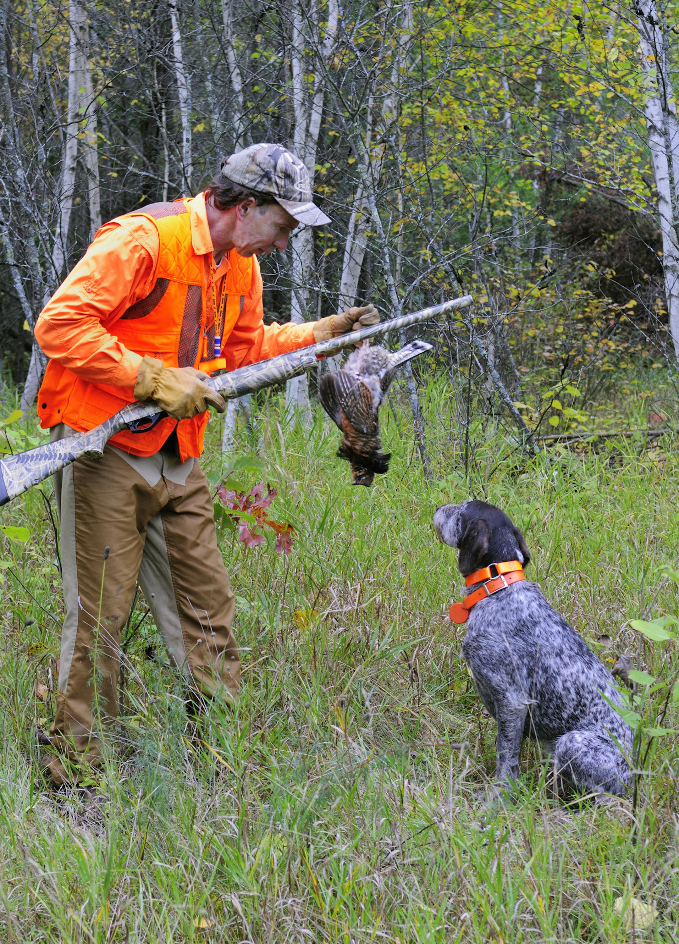 Despite a decrease in springtime ruffed grouse drumming counts, hunters willing to work ideal cover should find birds on opening day.