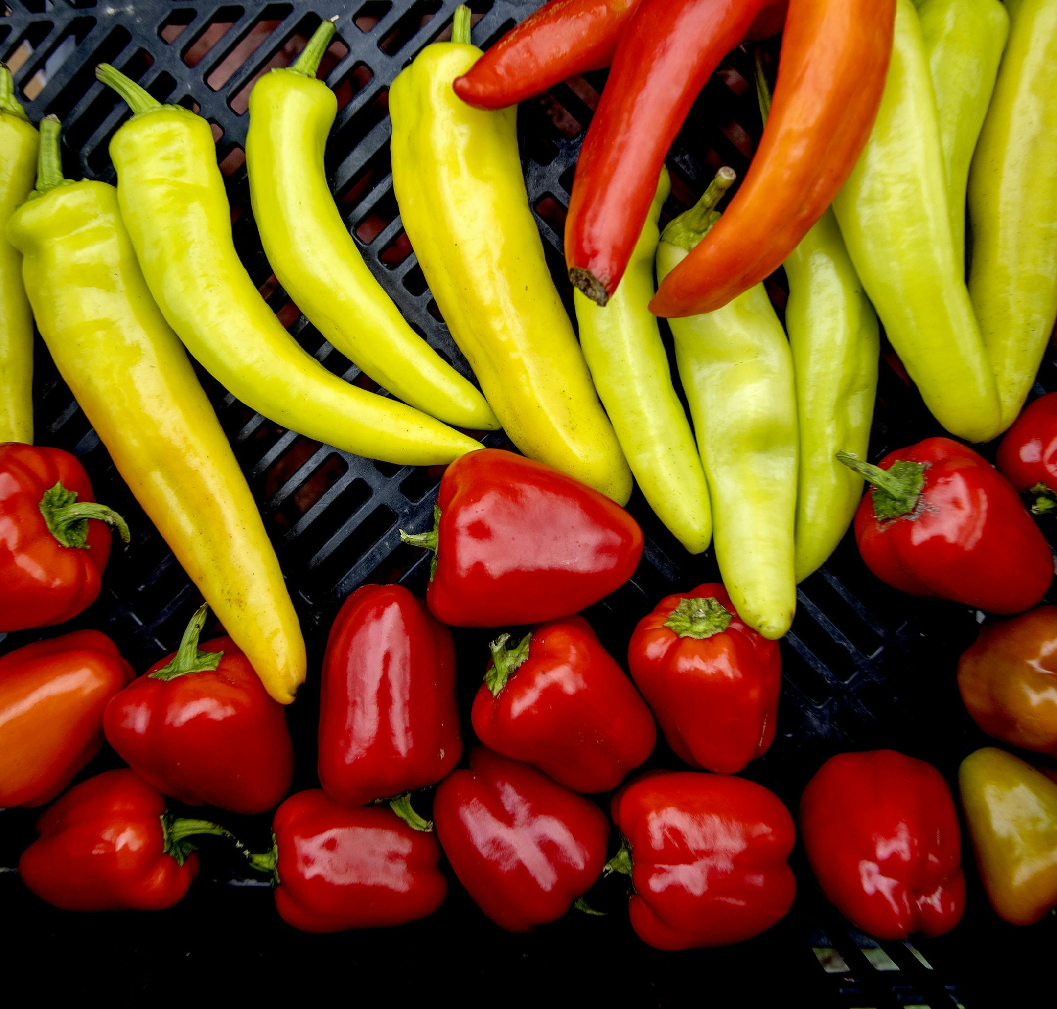 Mini sweet bell peppers and banana peppers from the garden of Kenny Turck near Litchfield, MN. ] CARLOS GONZALEZ • cgonzalez@startribune.com – Litchfield, MN – August 13, 2020, Kenny Turck has a moving story about his love of gardening. When he was young, his sister, who was gay and ostracized, committed suicide. That tragedy launched him on his life's path, which is to help young people who're struggling with mental, emotional or other issues, through gardening, or ecotherapy.