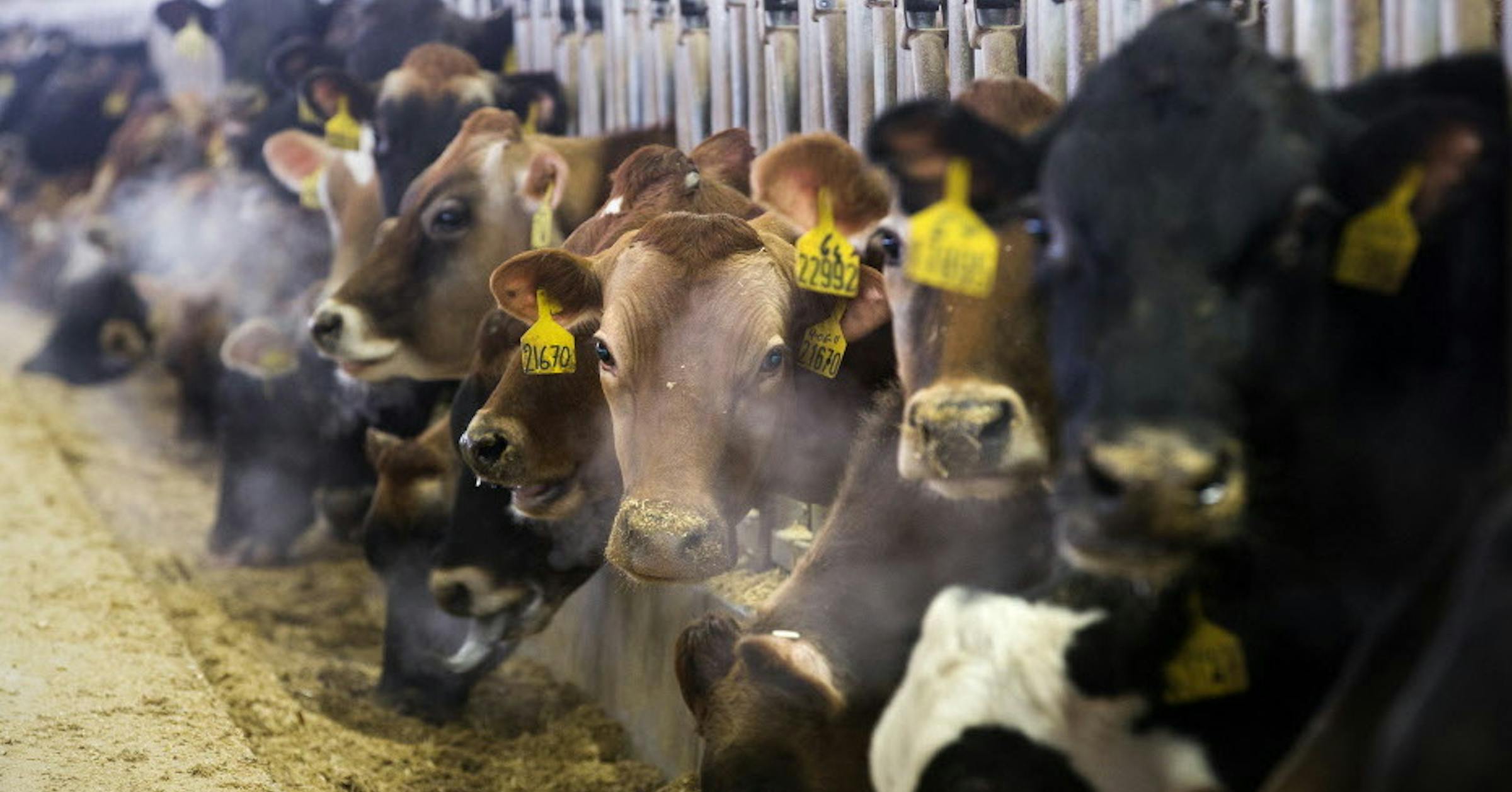 Proposed dairy in Morris would become Minnesota’s largest feedlot