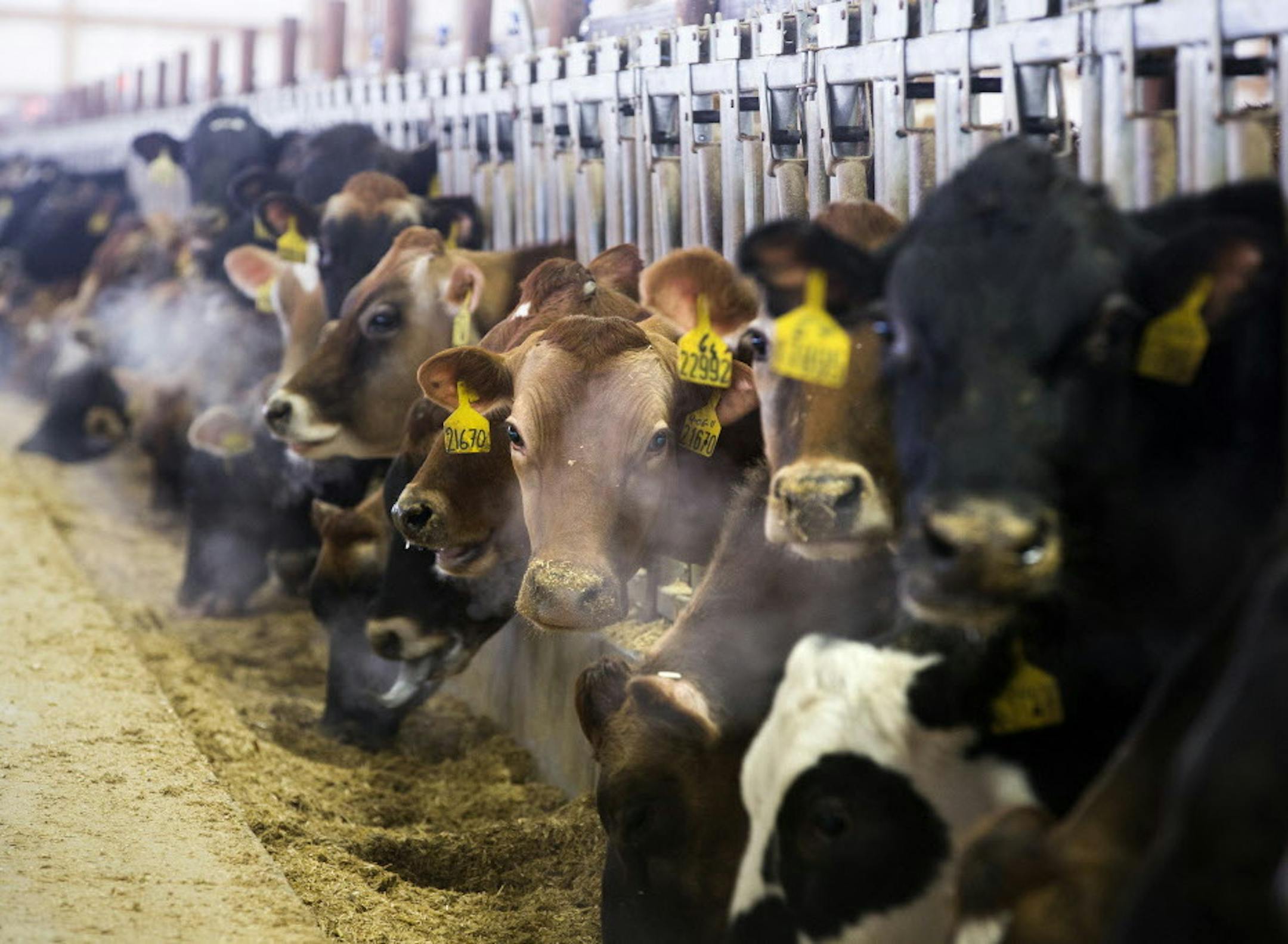 Pregnant cows inside the maternity barn at Riverview Dairy in Morris, Minn. on Monday, February 16, 2015. ] LEILA NAVIDI leila.navidi@startribune.com / BACKGROUND INFORMATION: Riverview Dairy is one of the largest confined animal livestock operations in Minnesota.