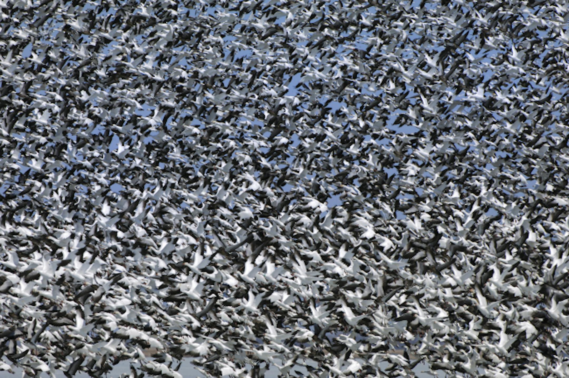 Thousands of geese took flight at the Sand Lake National Wildlife Refuge near Aberdeen, S.D. The birds stop every spring to rest and feed during their migration..
