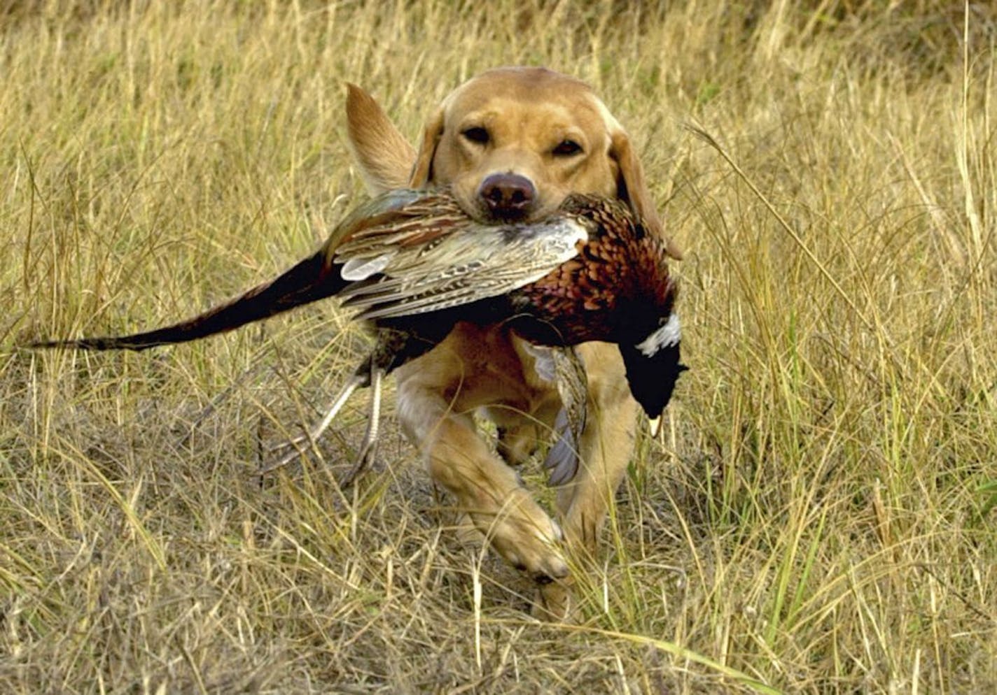 DENNIS ANDERSON � danderson@startribune.com ... ... Pheasant season 2007 promises to be bountiful for man and dog alike, and scenes similar to this one in Lac qui Parle County are likely to be repeated.