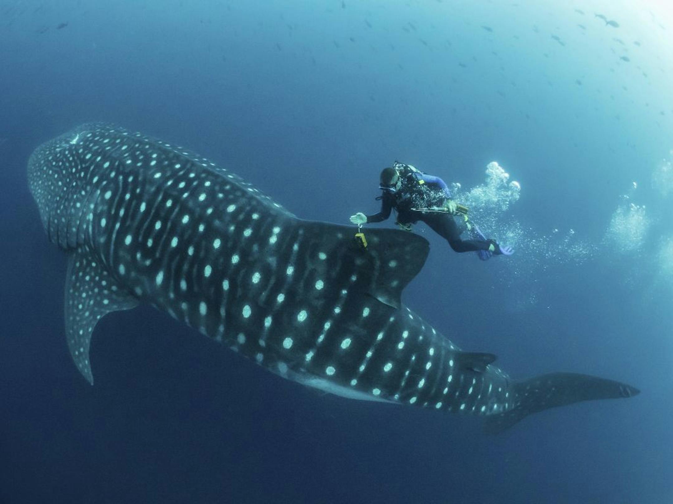 In this 2017 photo provided by Simon Pierce, Jonathan Green checks on a fin-mounted satellite tag on a whale shark in the Galapagos Islands area of Ecuador. Despite typically being bigger than a double-decker bus, the elusive whale shark has only tiny, almost useless teeth. It's also one of the least understood animals in the ocean.
