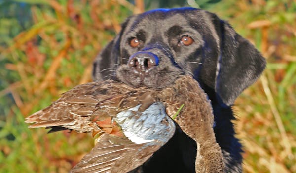 Jet, Dennis Anderson's black Labrador, with a blue-winged teal that the dog retrieved on Saturday, opening day of the Minnesota duck season.
