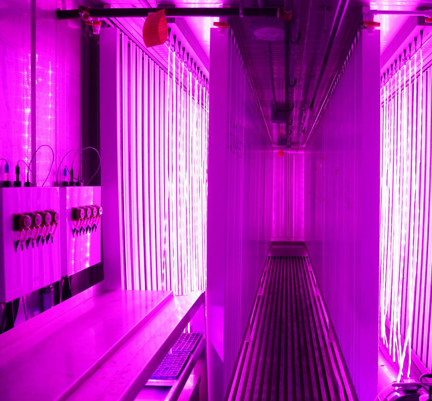 Columns of plants growing are lit by LED grow lights and hang from the ceiling of the shipping container for maximum space usage. ] ANTHONY SOUFFLE &#x2022; anthony.souffle@startribune.com Eric Reller, master grower with Second Harvest Heartland, tended to plants in a shipping container "farm" Tuesday, March 12, 2019 at the organization's warehouse in Brooklyn Park, Minn. The shipping container "farm" is used to grow mostly leafy greens such as lettuce and herbs that are harder to get donated.