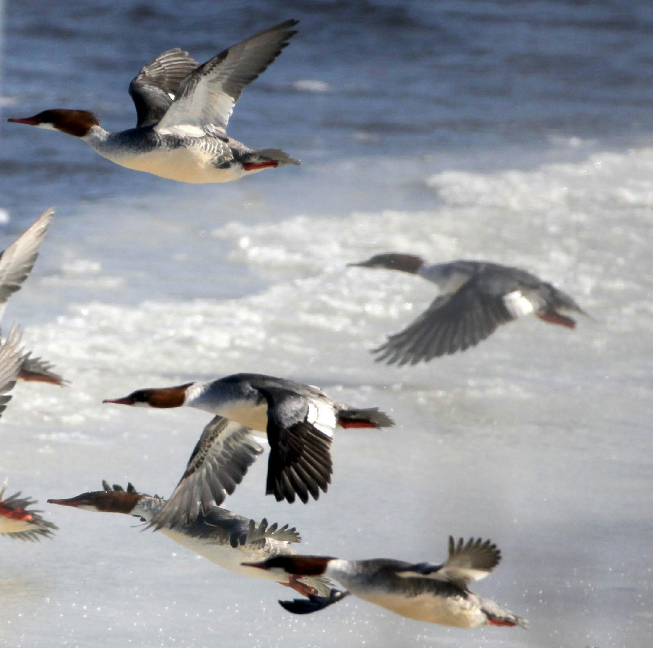 As bald eagles circle overhead a flock of mergansers takes flight Wednesday, Jan. 7, 2015, on the Mississippi River in Red Wing, MN.](DAVID JOLES/STARTRIBUNE)djoles@startribune.com Bald eagles on Mississippi River