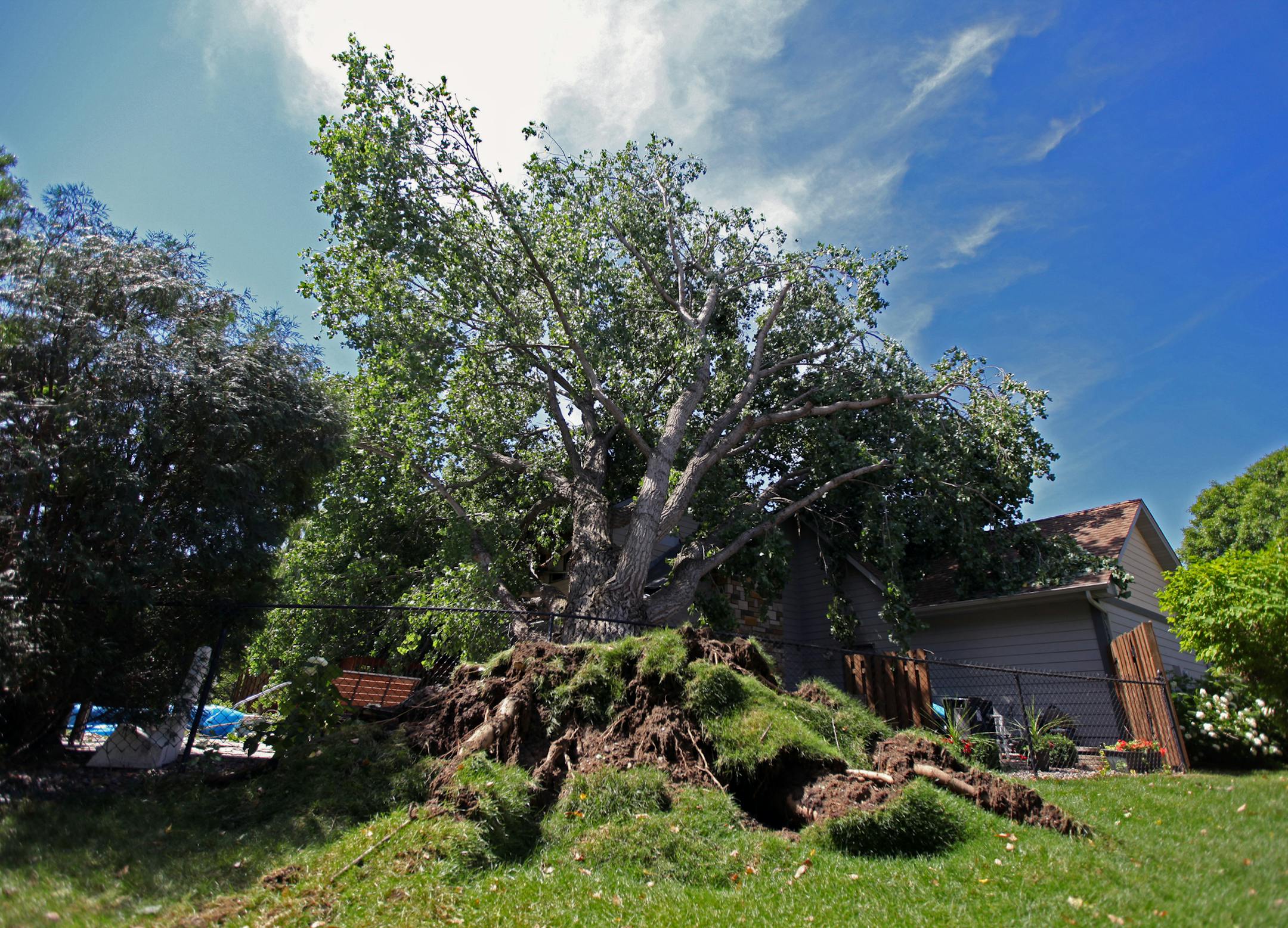 A large cottonwood tree uprooted and fell onto the home of Jon and Mary Arntson during the severe thunderstorms Tuesday and seen Wednesday, July 6, 2016, in Maple Grove, Minn. ] (SHARI L. GROSS/STARTRIBUNE)sgross@startribune Strong thunderstorms brought heavy rains and punishing winds through the metro area early Tuesday evening, causing this cottonwood tree to crash onto the home of Jon and Mary Arntson in Maple Grove.