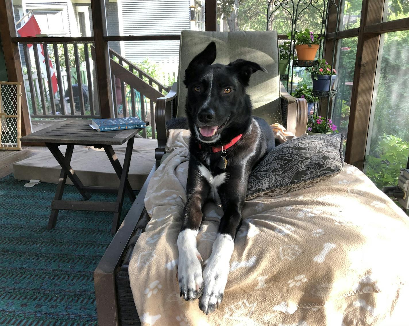 Angus' strange fears make him occasionally afraid to climb the stairs to the back screen porch.