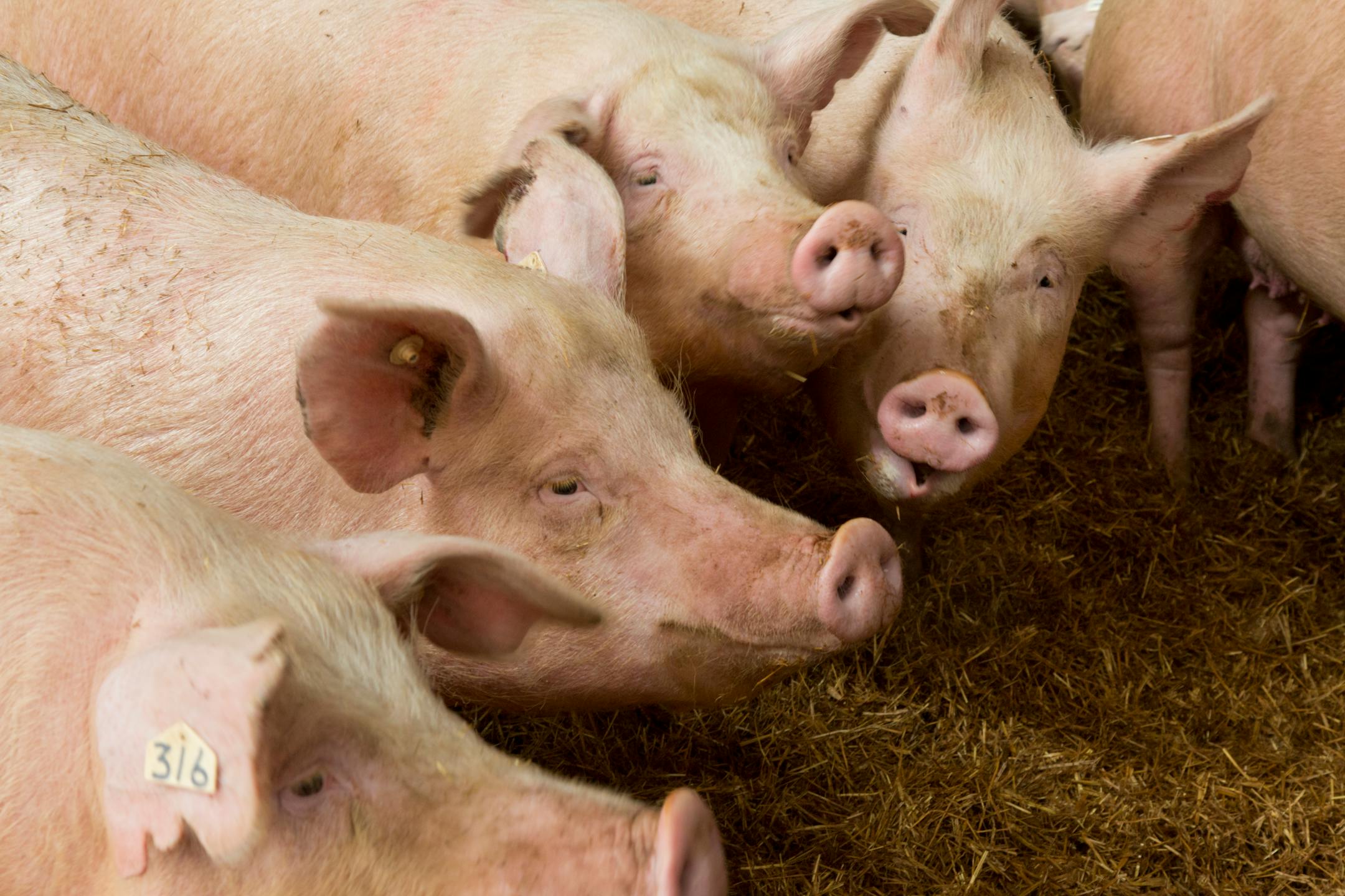 The proposed swine farrowing operation, with 4,890 pigs, wouldn't be huge by Minnesota standards; the state's largest swine feedlot has five times that number.