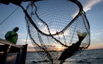 A walleye is netted, caught on the Twin Pines Resort boat at sunset Wednesday, July 29, 2015, during an evening excursion on Lake Mille Lacs.](DAVID J