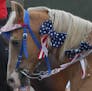 Richard Sennott/ Star Tribune Pequot Lakes, Mn Monday 7/4/2005 Fourth of July in Pequot Lakes In this Picture: This red,white and blue festoned horse 