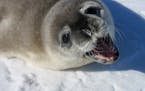Weddell seals are known to be approachable.