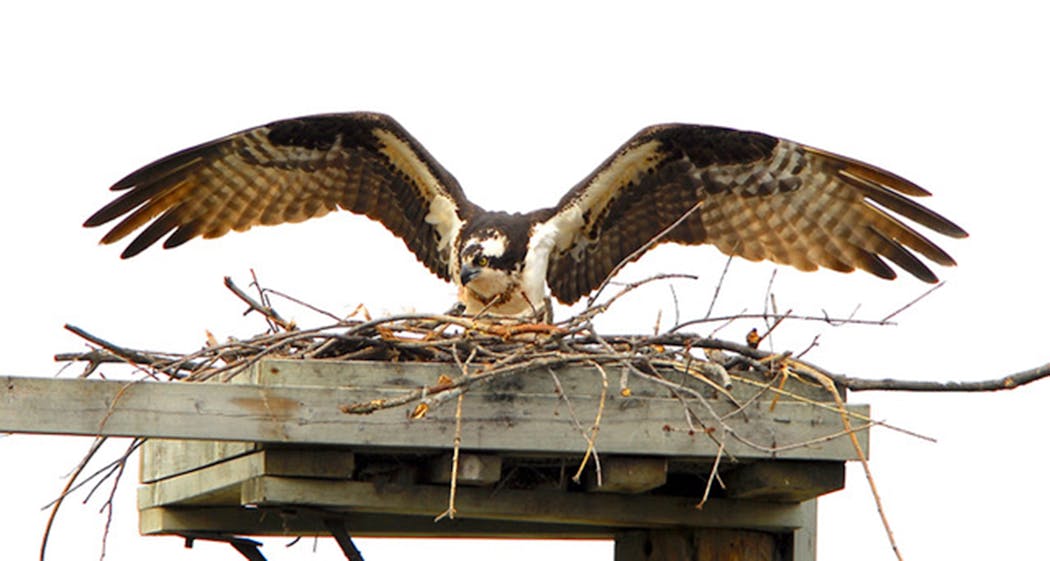 Osprey often refresh their nests.