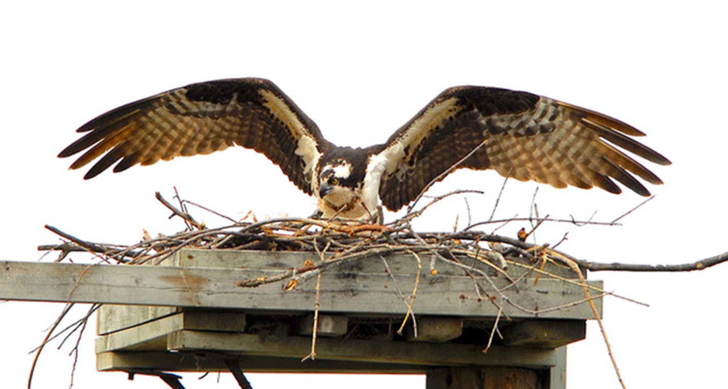 An osprey with wings spread perched on its nest built on a platform and covered with twigs