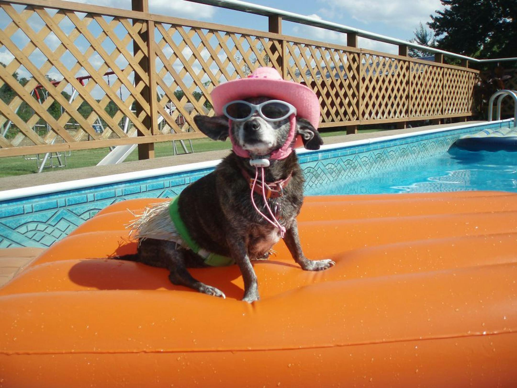 Bindi, an 11-year-old Chihuahua, loves the water and riding on air mattresses. Vickie Shank of Rogers adopted Bindi after she had eight babies!