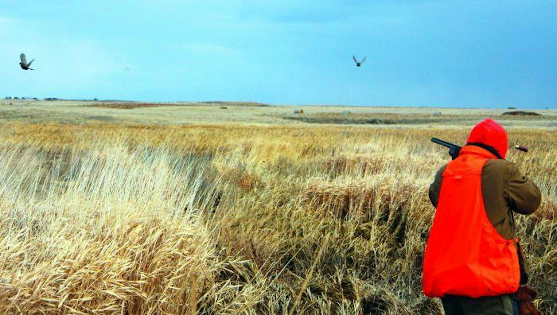 With multiple roosters in the air, picking one out of the flock to shoot can be a challenge.
