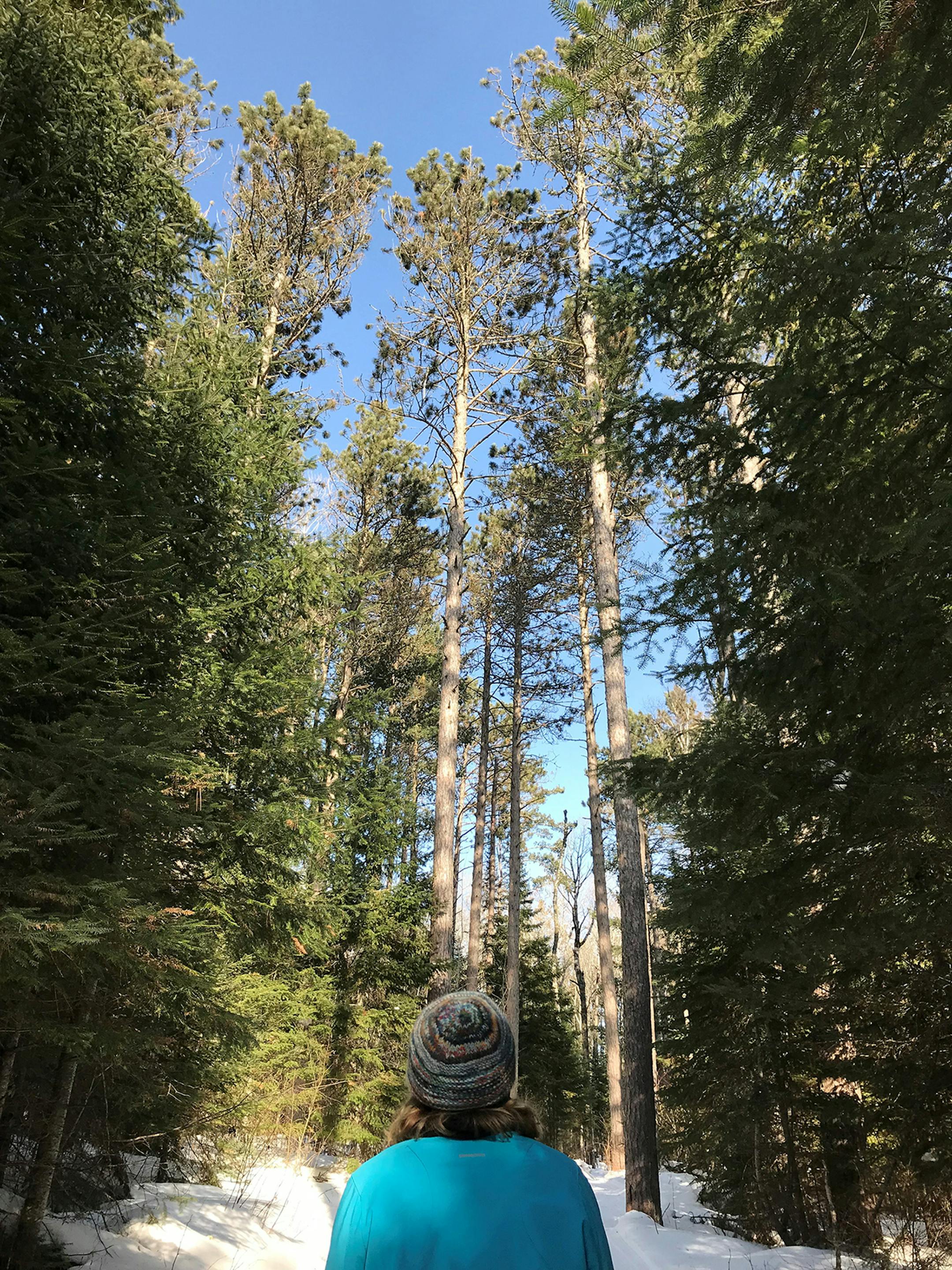 The winter forest dwarfs a cross-country skier at Bearskin Lodge, up the Gunflint Trail. Photo by Kerri Westenberg/Star Tribune