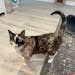 In this photo provided by Carrie Clark of Lehi, Utah, is Galena, a 6-year-old house cat. Clark says Galena went missing after jumping into a box being