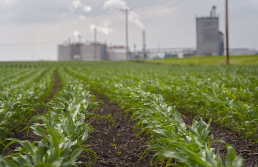 Young corn plants grow next to the Guardian Energy ethanol plant in Janesville, Minn.