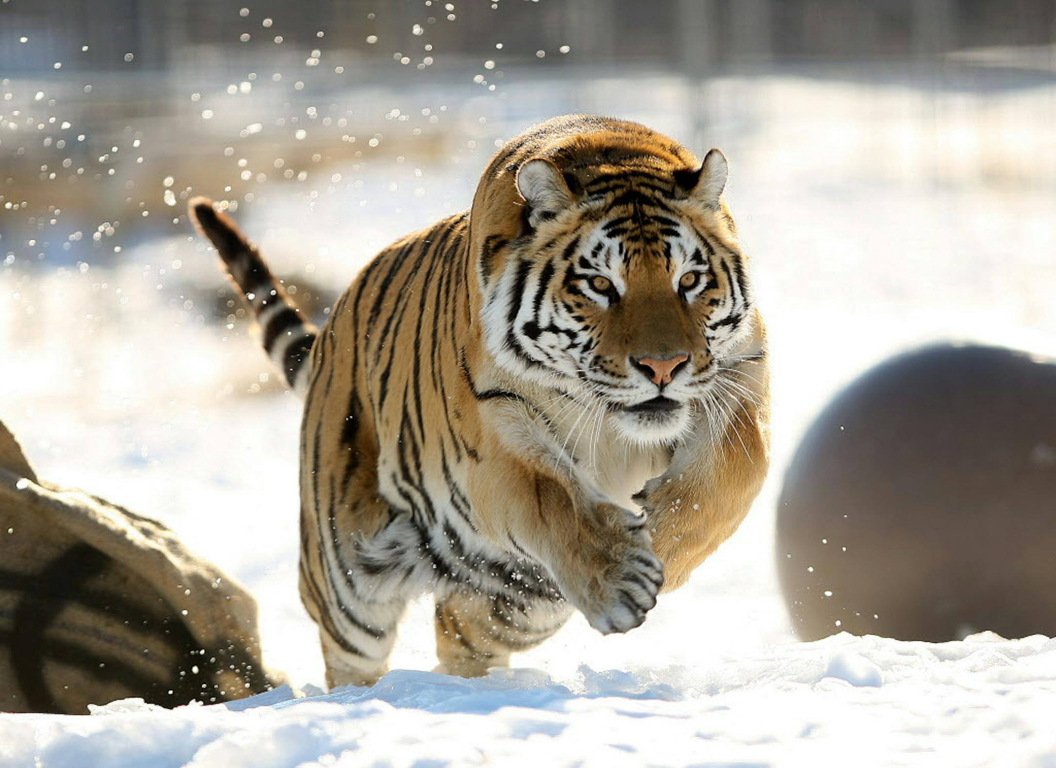 JEFF WHEELER ‚Ä¢ jeff.wheeler@startribune.com SANDSTONE - 3/2/10 - The Wildcat Sanctuary and two Bengal tigers who reside there will be featured in an upcoming episode of Animal Planet. The pair of tigers, Titan and Lily, were taken from the property of Cynthia Gamble who was killed four years ago by a third tiger, Tango. IN THIS PHOTO: ] Titan charged towards his roomate, Lily, Tuesday afternoon as they played in their compound. ORG XMIT: MIN2013111419123425