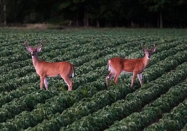 A pair of whitetail bucks pause while feeding in a soybean field during the early morning in Rusk County this summer.