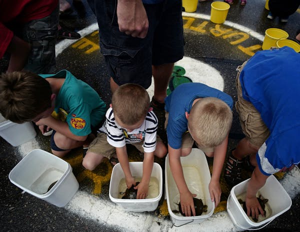 Racers pull turtles from their water buckets and take their places on the starting circle in the annual turtle races in Nisswa.