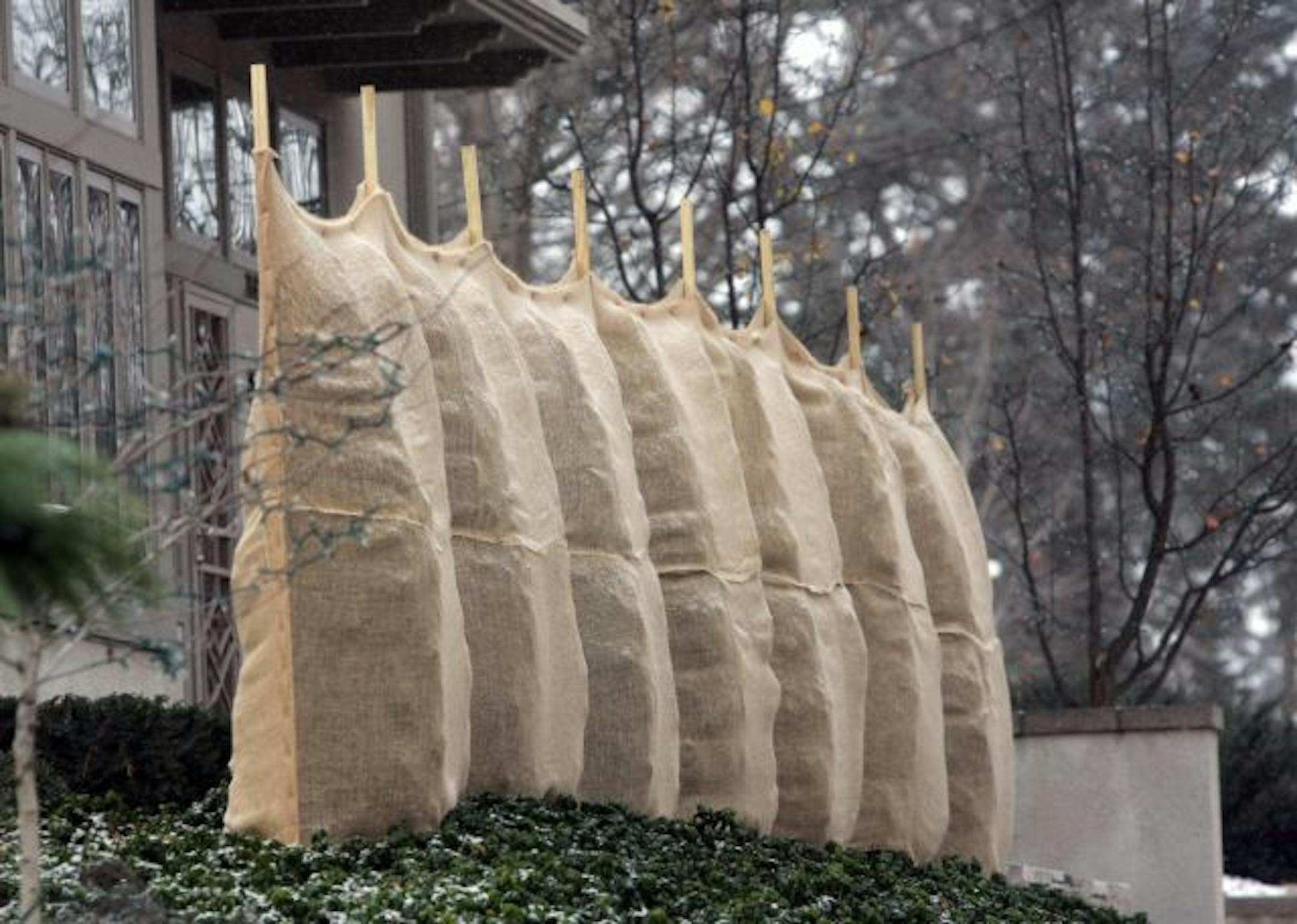 Wrapped evergreens take on a nearly scupltural appearance outside a Minneapolis home.