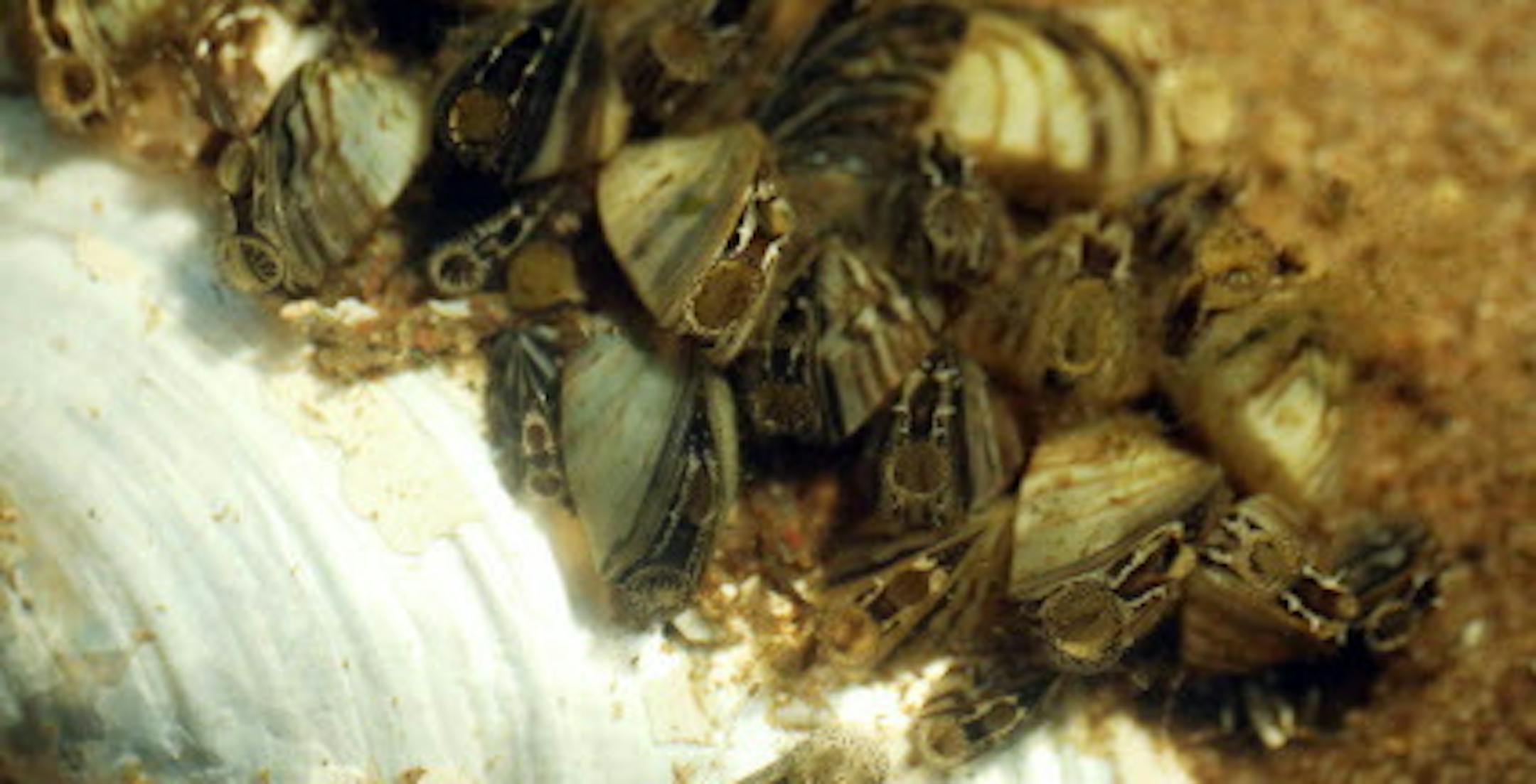 A cluster of zebra mussels cover a native mussel at White Bear Lake. ] ANTHONY SOUFFLE ï anthony.souffle@startribune.com NOTE: Do not use for daily stories. Hold all for Kennedy Zebra Mussels Project. Zebra mussels, an invasive species from eastern Europe, have come to Minnesota. The Star Tribune takes an in-depth look at the zebra mussel issue, its impact, and the people working to do something about it.