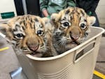 Two tiger cubs sit in a plastic bin, likely on a scale.