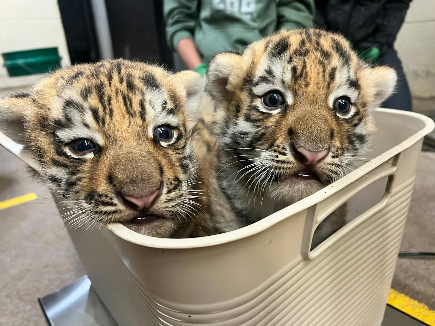 Two tiger cubs sit in a plastic bin, likely on a scale.