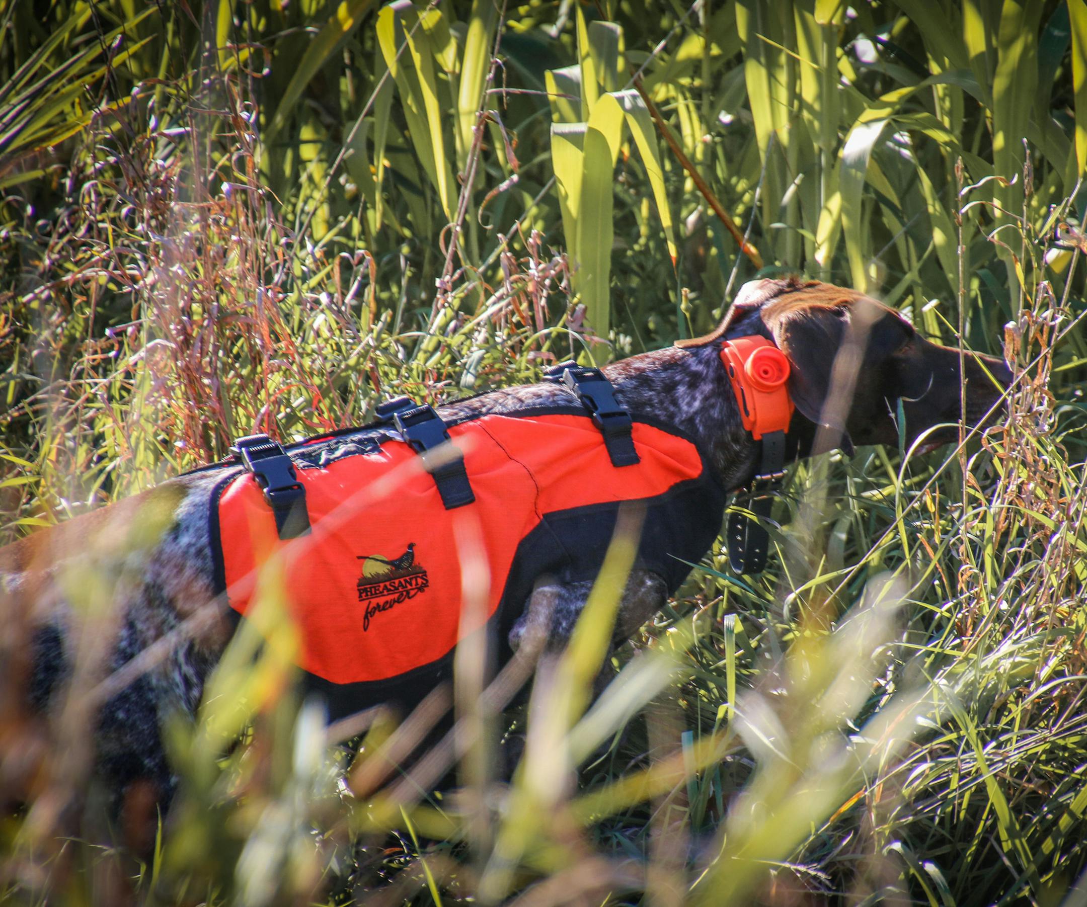 Wren, a German shorthaired pointer, freezes, or "points,'' upon scenting a pheasant during a recent shoot at a hunting club.
