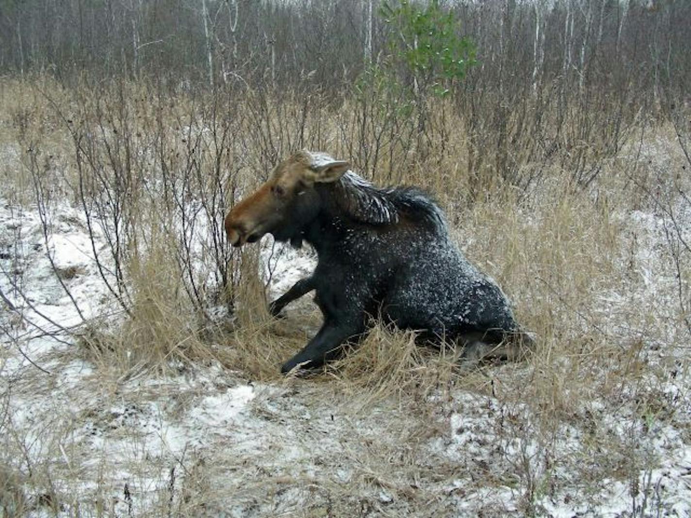 In this 2008 photo provided by wildlife biologist Mike Schrage, a sick cow moose tried to get up when it was approached along the Echo Trail near Ely, Minn.